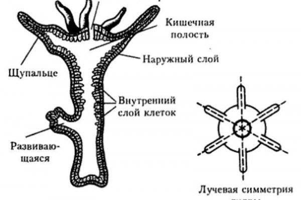 Найти зеркало кракена