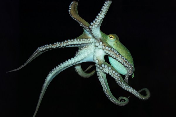 Kraken market